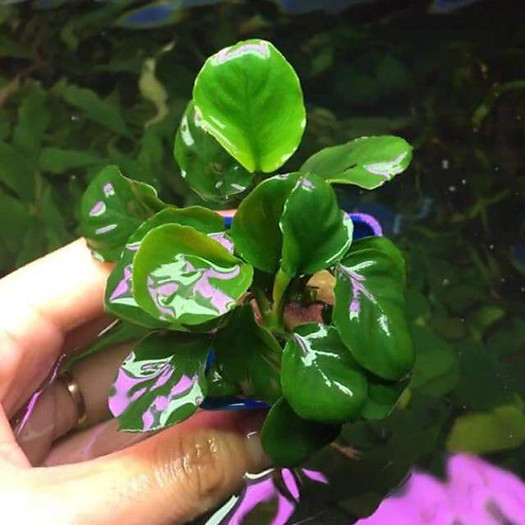 RÁY LÁ TRÒN - DÁN LŨA ĐÁ - CÂY THUỶ SINH