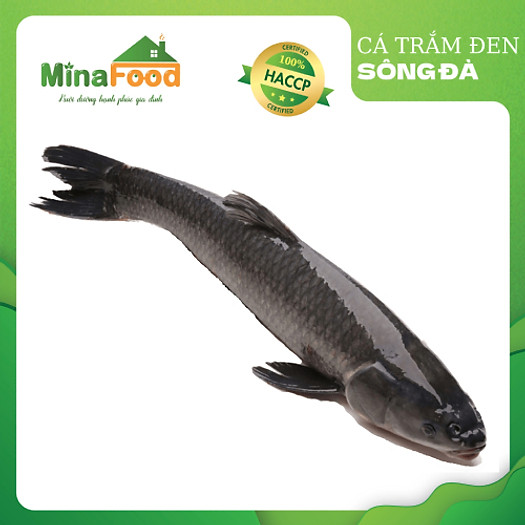 Cá Trắm Đen (trắm ốc) đang bơi - con 8-9 kg - Minafood - MM0006