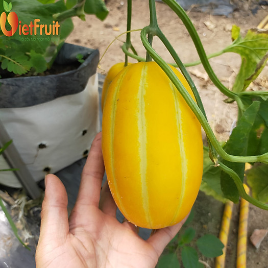 Dưa lê Hàn Quốc