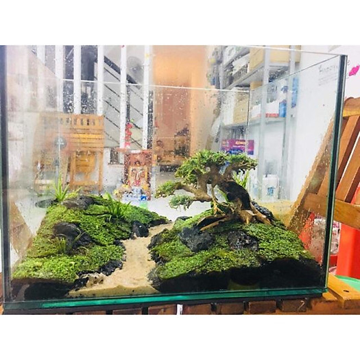 BONSAI LŨA GỖ MINI DÙNG CHO HỒ 20CM-40CM | THIẾT KẾ CỔ THỤ CHO HỒ THUỶ SINH