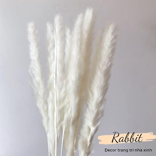 Combo 5 bông hoa lau khô decor, cỏ lau trang trí để bàn, phụ kiện chụp ảnh đẹp