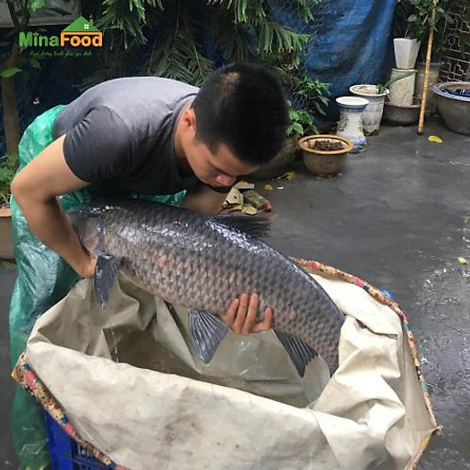 Cá Trắm Đen (trắm ốc) đang bơi - con 8-9 kg - Minafood - MM0006