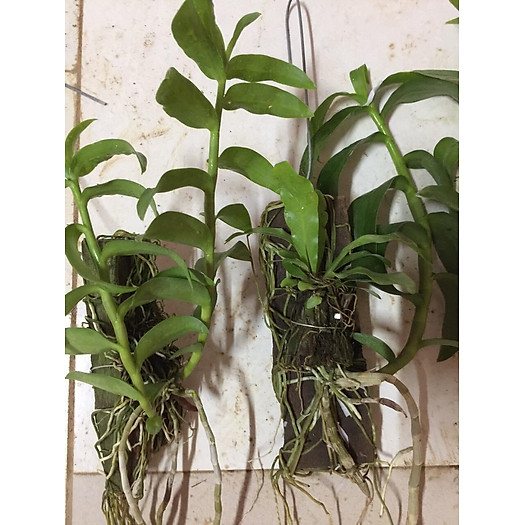 LAN PHI ĐIỆP NÙ 68