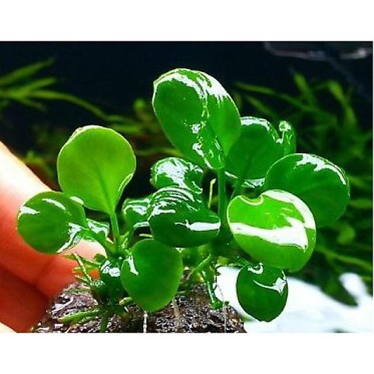 RÁY LÁ TRÒN - DÁN LŨA ĐÁ - CÂY THUỶ SINH