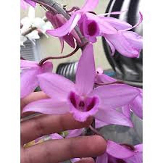 PHI ĐIỆP RỒNG LỬA - HOA CỰC ĐẸP CỰC THƠM - HÀNG GIEO HẠT