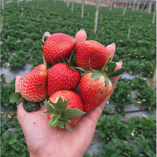 Dâu Tây Đà Lạt Tận Vườn Hàng Loại 1 Bao Ăn (250Gram)