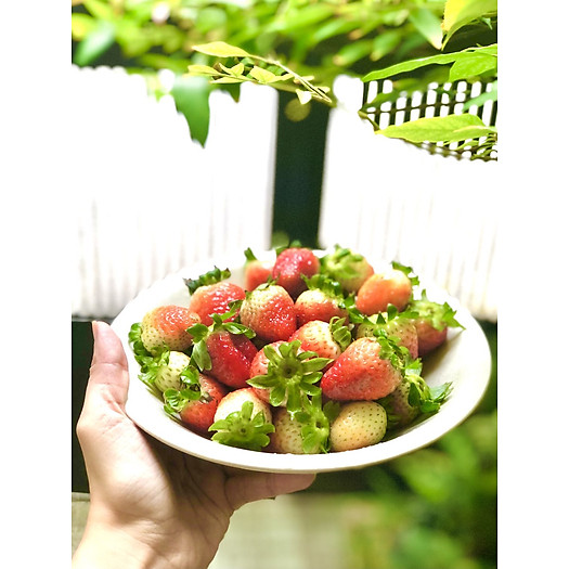 Dâu Tây Đà Lạt Tận Vườn Hàng Loại 1 Bao Ăn (250Gram)