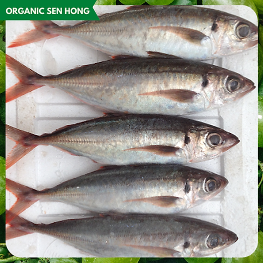 Cá Nục đuôi đỏ OSH 900gr-1kg (4-5 con)