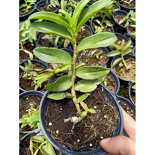 Hoa lan phi điệp bệt lâm xung cây 52 Tự Thụ cây đẹp giống chuẩn