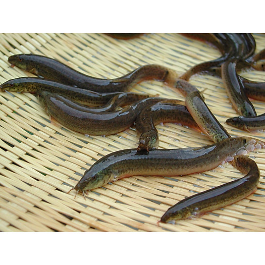 Cá chạch đồng - 1kg