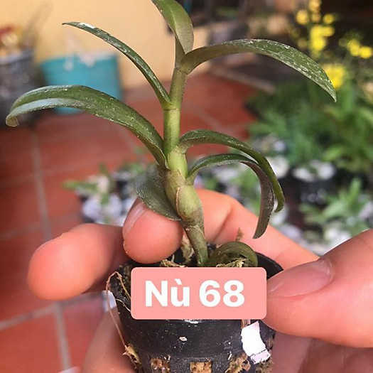 LAN PHI ĐIỆP NÙ 68