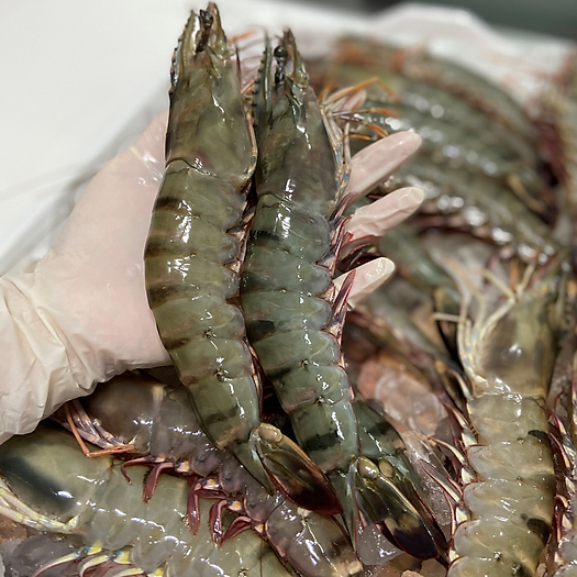 Tôm sú ướp đá size 18 con - 1kg