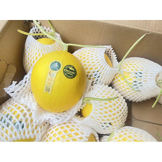 Dưa Lê Bạch Kim ( Úc ), trái giòn ngọt, thịt trắng sữa