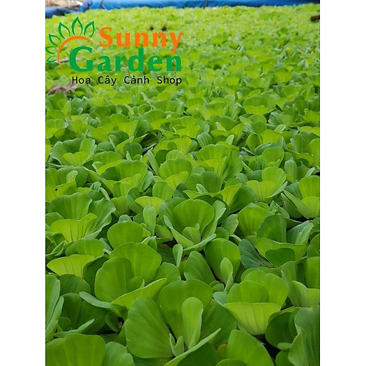 Bèo Tai Tượng 3 Bông Loại Trung - Cây Thủy Sinh +Tặng 02 cây nhót ngọt