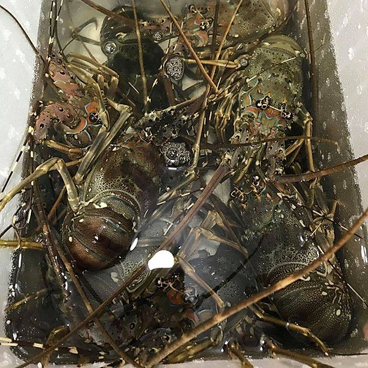 Tôm Hùm Baby Sống (1 Con 350g)