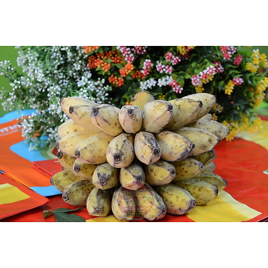 Chuối Sáp - 1kg