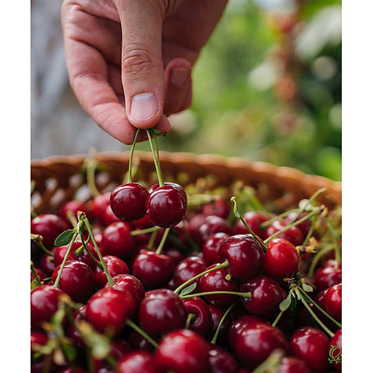 Cherry Mỹ size 9.5