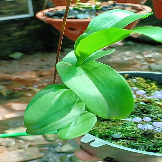 Sản Phẩm Hoa lan phi điệp -mít tam nguyên