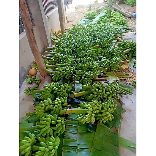 Chuối ngự tiến vua 3 nải