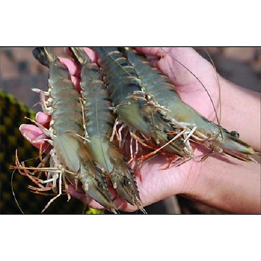 Tôm sú size 20 con/kg