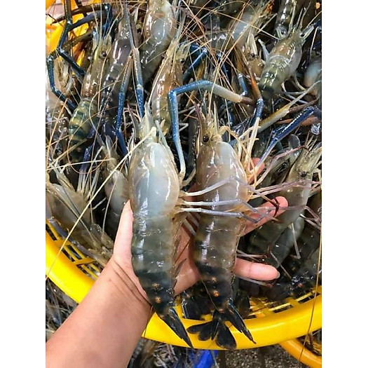 Tôm càng xanh size 10-15 con/kg - 1kg