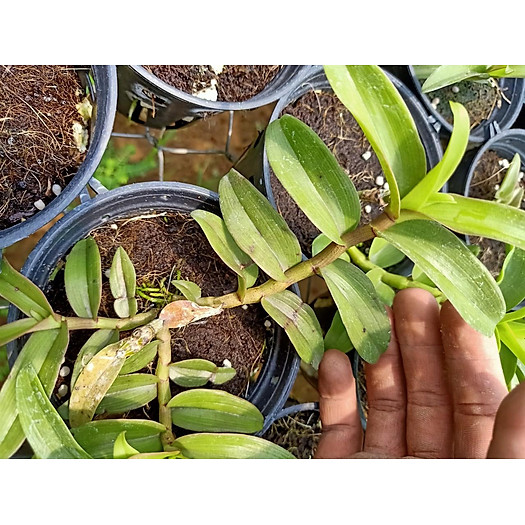 Hoa lan phi điệp bệt lâm xung cây 52 Tự Thụ cây đẹp giống chuẩn