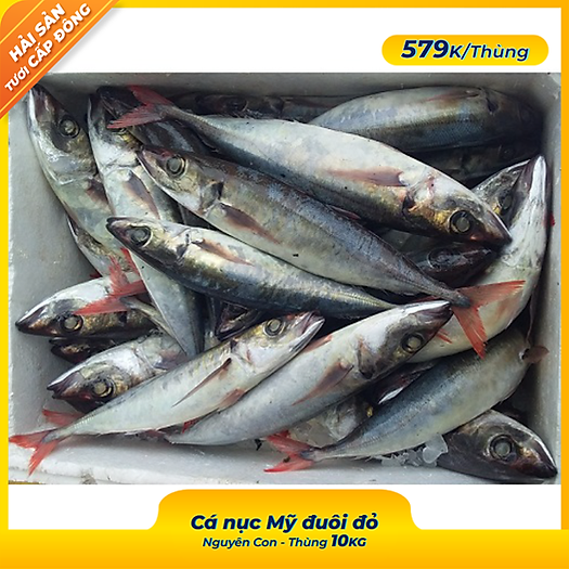 Cá Nục Mỹ Đuôi Đỏ Nguyên Con "Ngủ Đông" - Tươi Ngon Và Tiết Kiệm - Foodmap