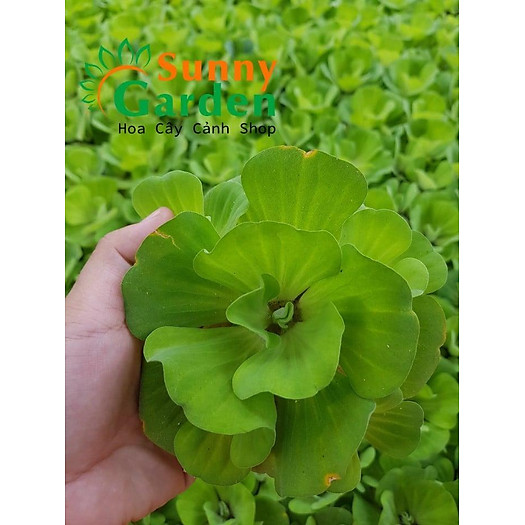 Bèo Tai Tượng 3 Bông Loại Trung - Cây Thủy Sinh +Tặng 02 cây nhót ngọt