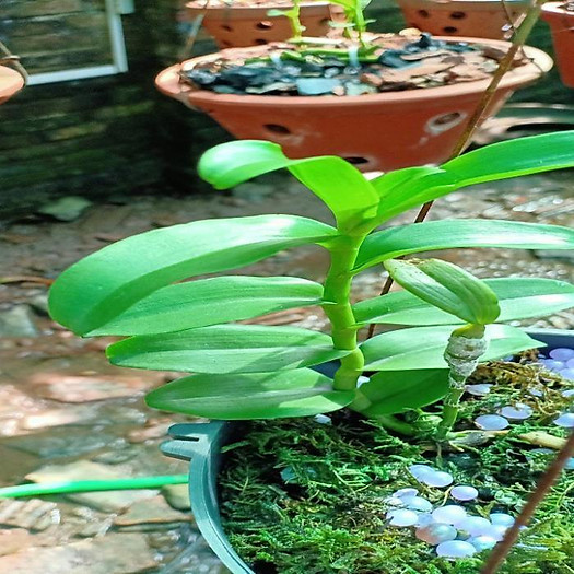 Sản Phẩm Hoa lan phi điệp -mít tam nguyên