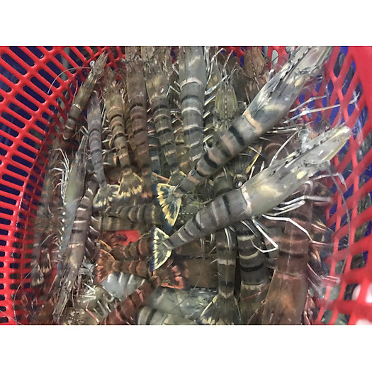 Tôm sú bơi size 25-27 con/kg