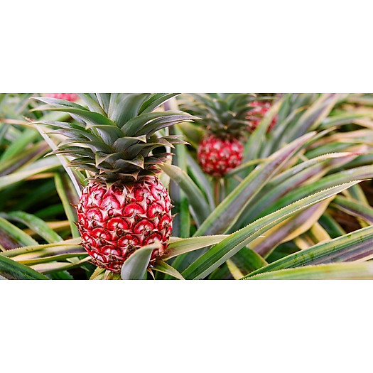 Dứa đỏ thắp hương