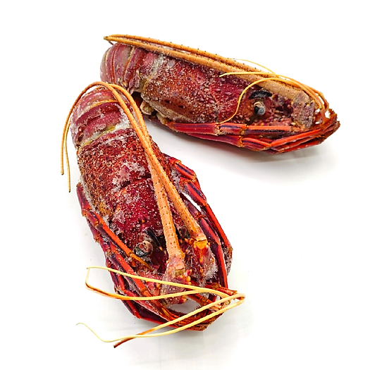 Tôm Hùm Đá Tây Úc đông lạnh