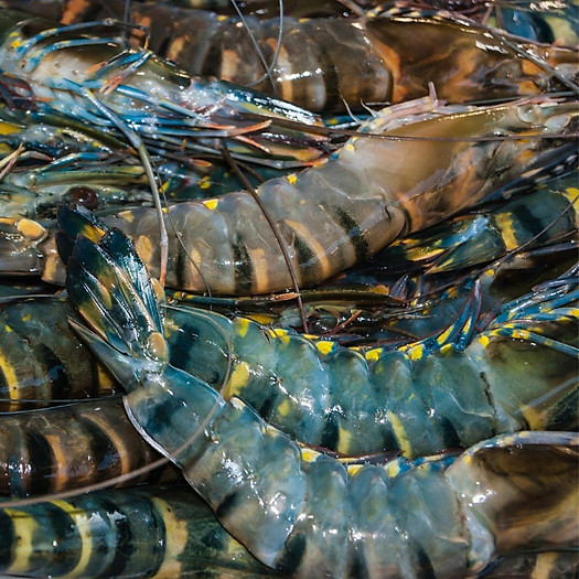 Tôm sú tươi sống size 35-40 con/kg