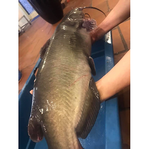 Cá Lăng 2 Món - 3kg