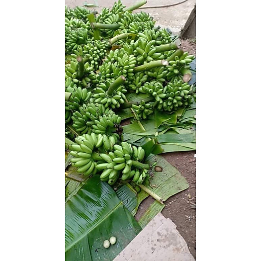 Chuối ngự tiến vua 3 nải