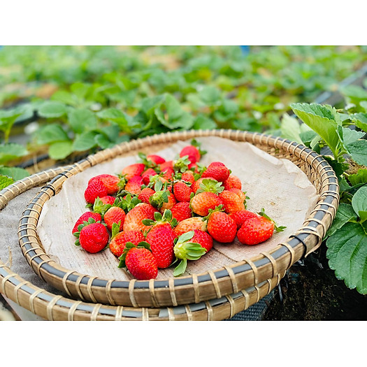 Dâu tây Đà Lạt giống Mỹ - 500gr
