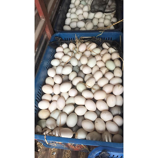 Q8 trứng gà trứng vịt hột vịt lộn giao các quận 1 2 3 4 5 6 7 8 10 11