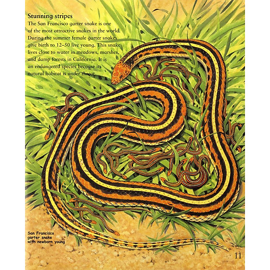 My best book of snakes - ảnh sản phẩm 4