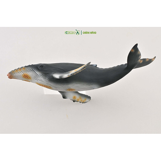 Mô hình thu nhỏ cá voi lưng gù - humpback whale, hiệu collecta - ảnh sản phẩm 6