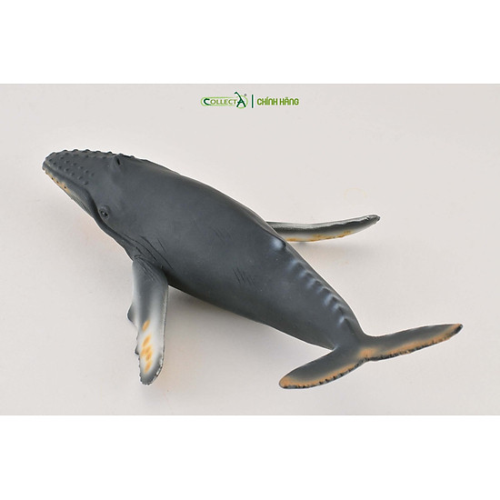 Mô hình thu nhỏ cá voi lưng gù - humpback whale, hiệu collecta - ảnh sản phẩm 4