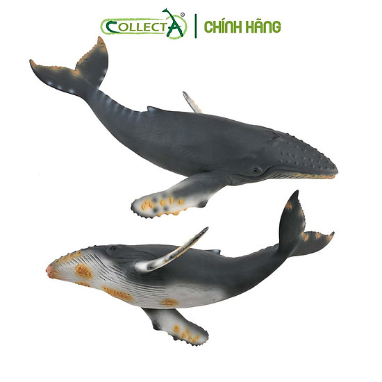 Mô hình thu nhỏ cá voi lưng gù - humpback whale, hiệu collecta - ảnh sản phẩm 1