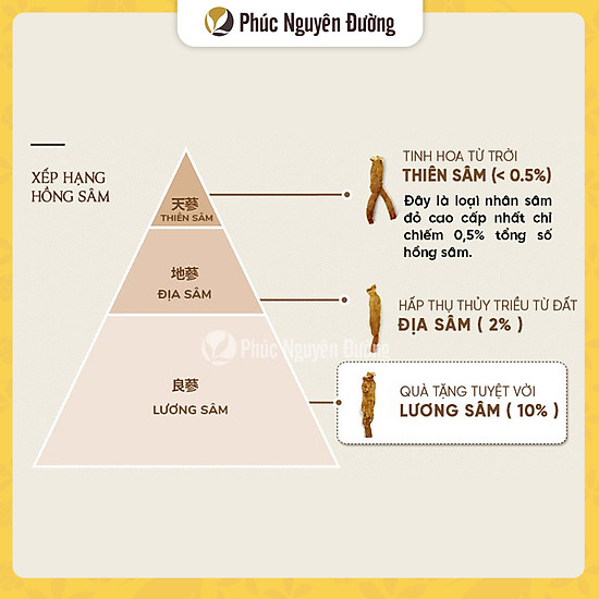 Thực phẩm chức năng lương sâm good 20 300g 14 củ - ảnh sản phẩm 6