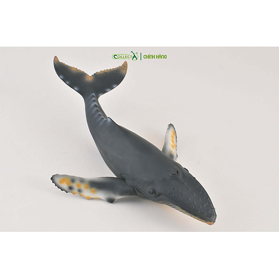 Mô hình thu nhỏ cá voi lưng gù - humpback whale, hiệu collecta - ảnh sản phẩm 2