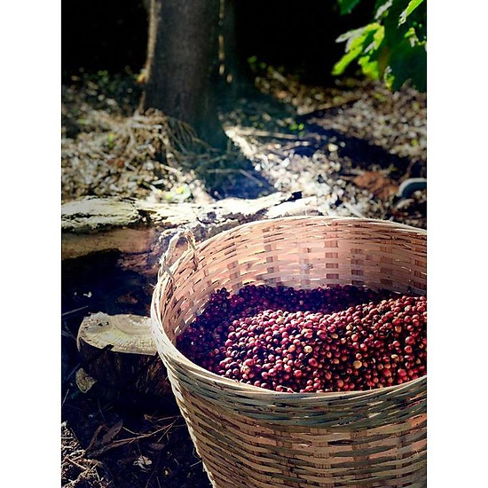 Azzan robusta washed chế biến ướt- cà phê đăk lăk chất lượng cao - ảnh sản phẩm 3