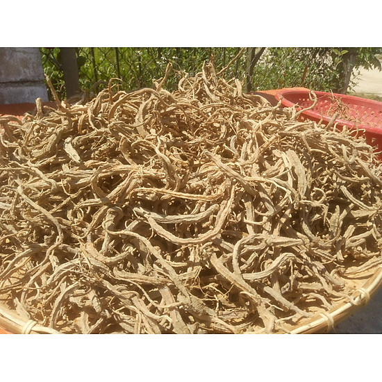 Sâm Dây Kon Tum Gắn Liền Với Đời Sống Và Văn Hóa Người Việt