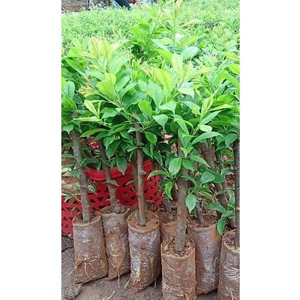 cây giống mận hậu sơn la