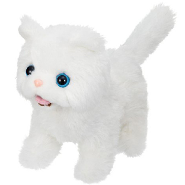 Mèo Bông Ba Tư Persian Cat Iwaya