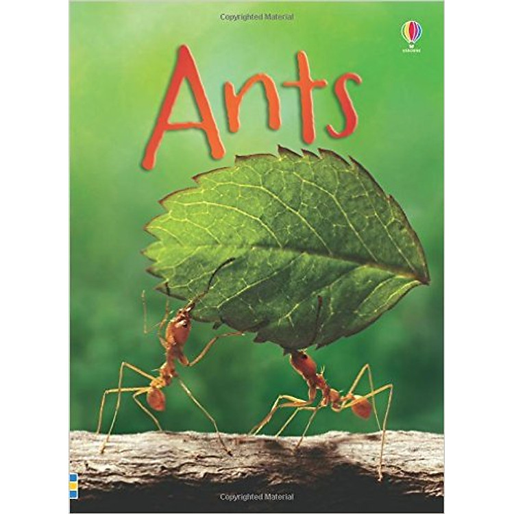 Sách Usborne Ants