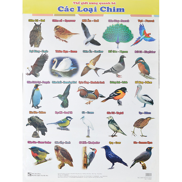 Sách Poster Lớn - Các Loại Chim