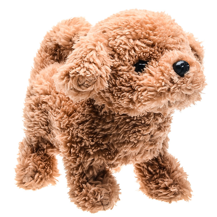 Chó Bông Baby Poodle Iwaya